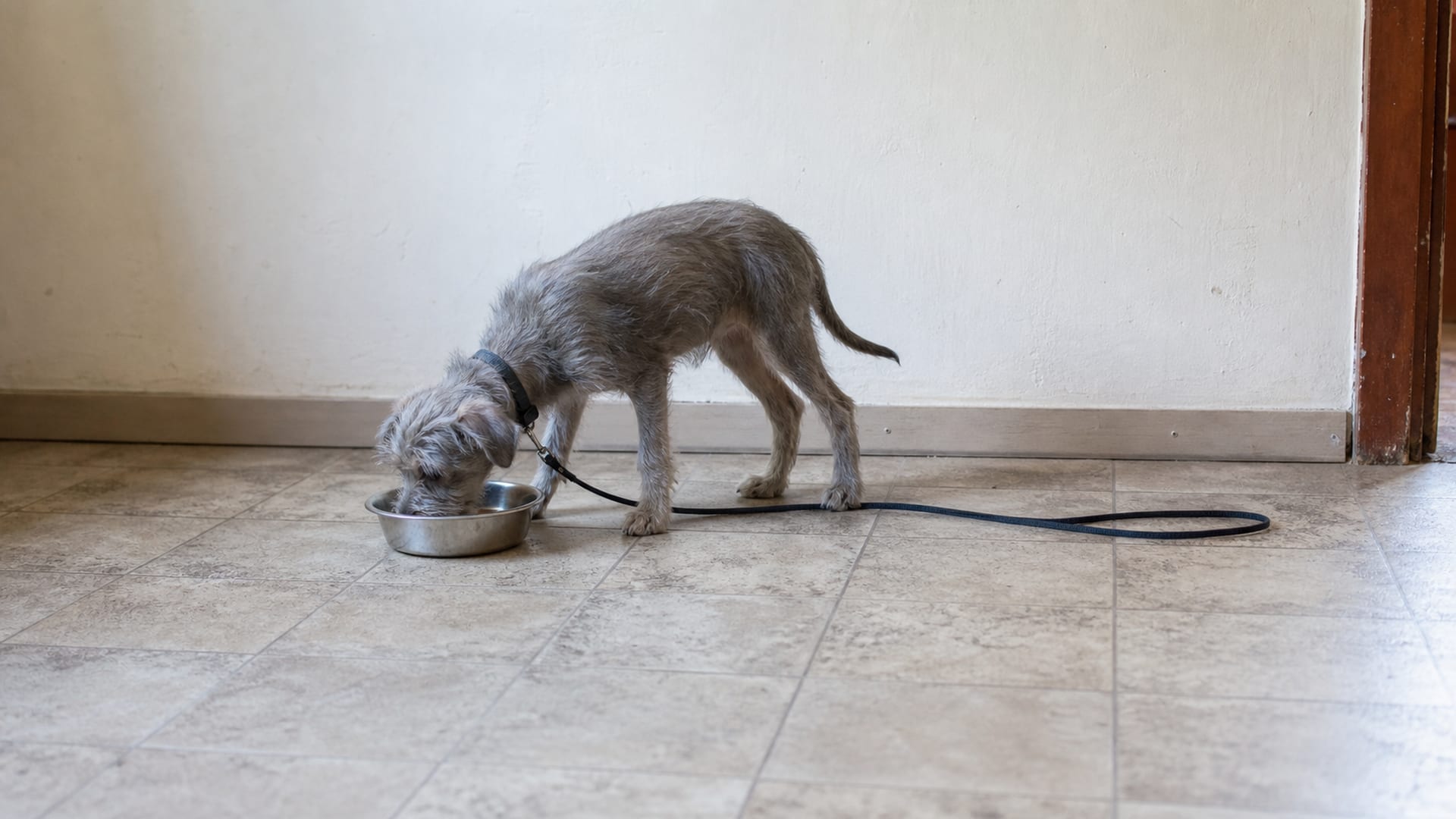 10 Simple Steps to Prevent Resource Guarding in Puppies