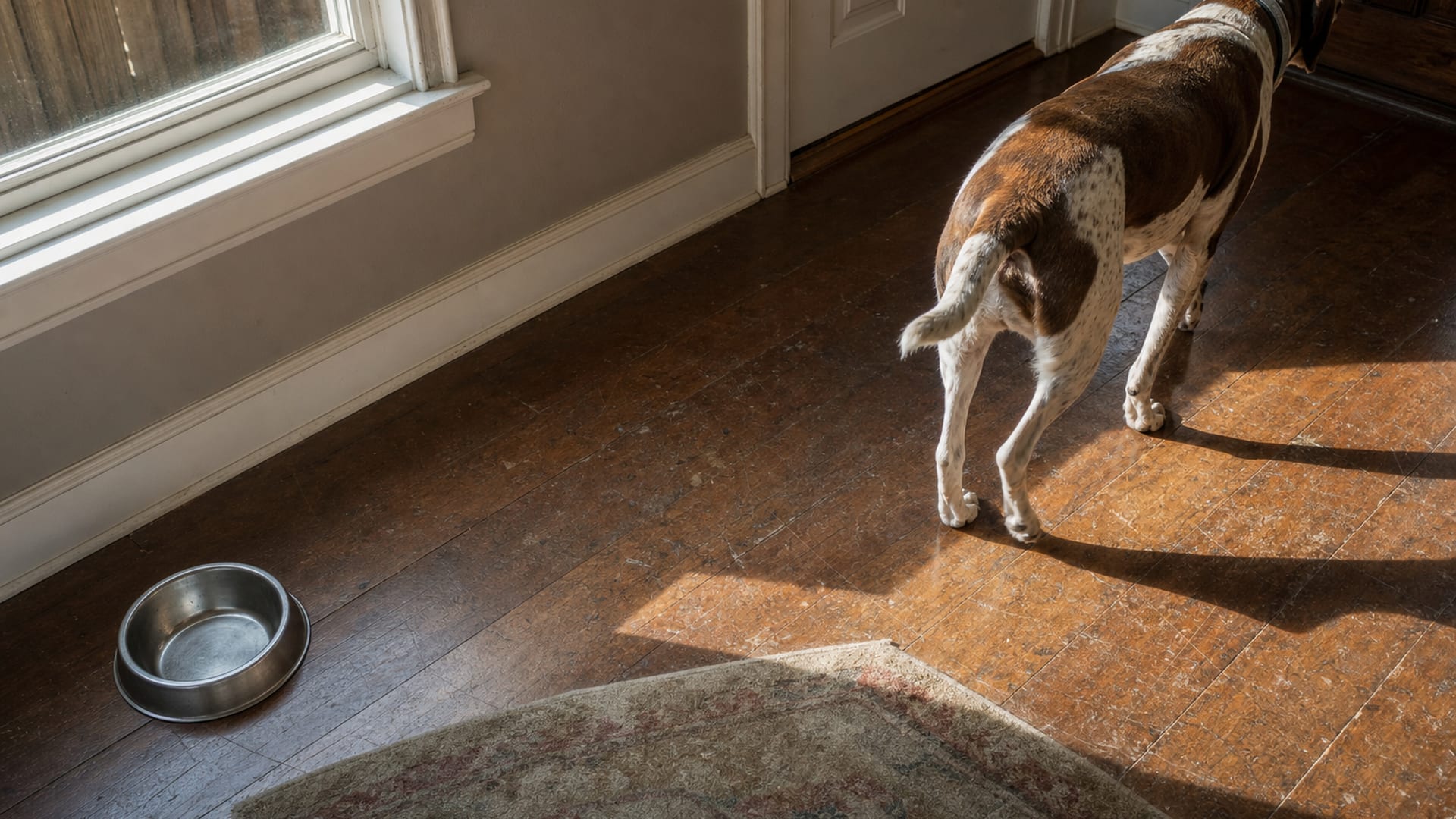 5 Simple Hacks to Stop Your Dog's Resource Guarding