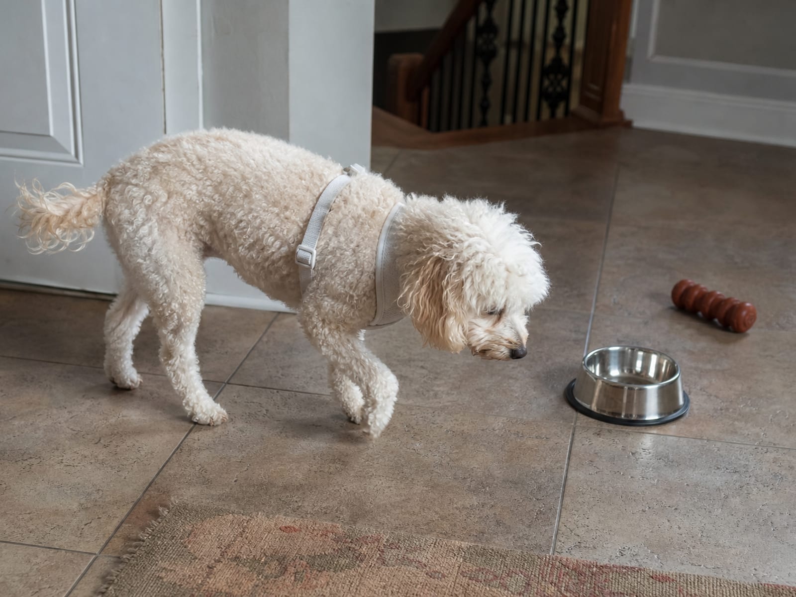 Illustration of a dog owner using the 'trade' method, exchanging a treat for a toy with their dog in a cozy living room, showcasing a positive reinforcement strategy to mitigate resource guarding.