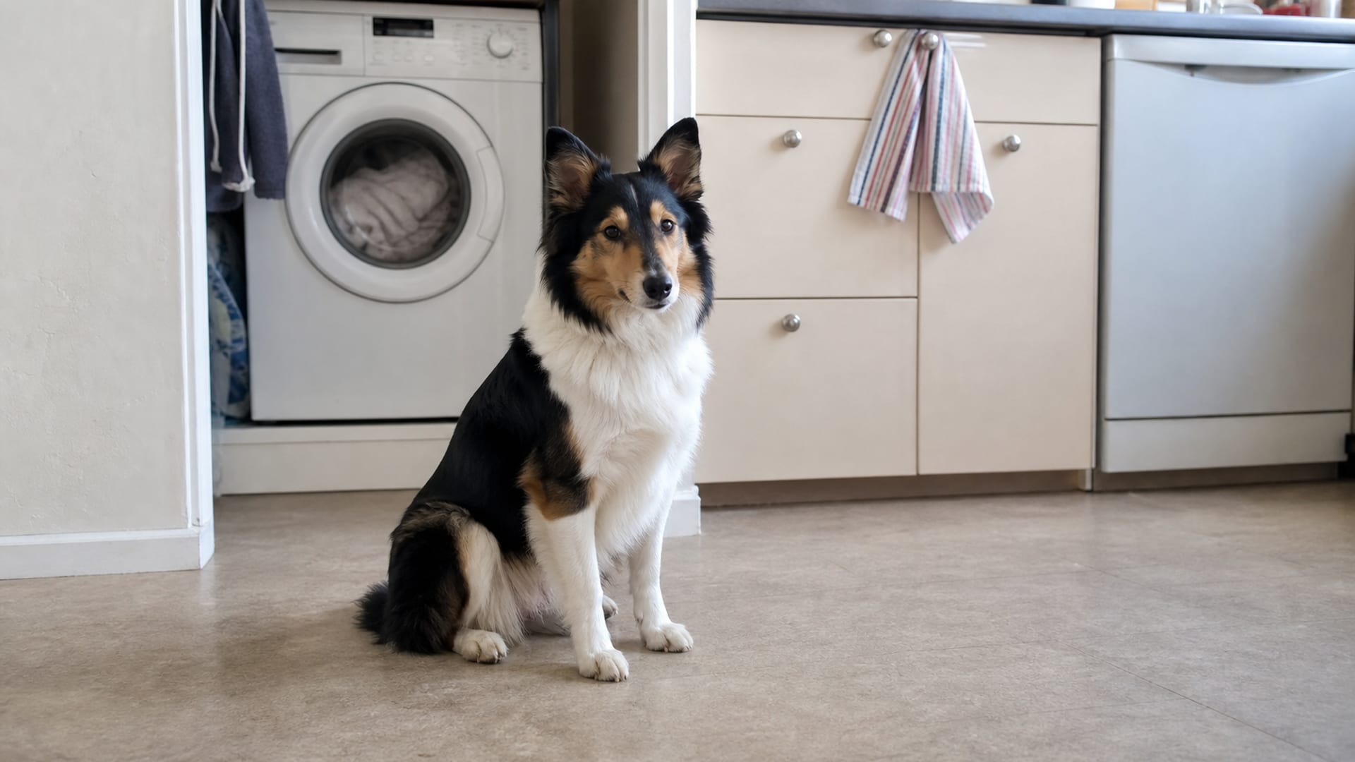 Stay the Course: The Power of Consistency in Reducing Dog Aggression