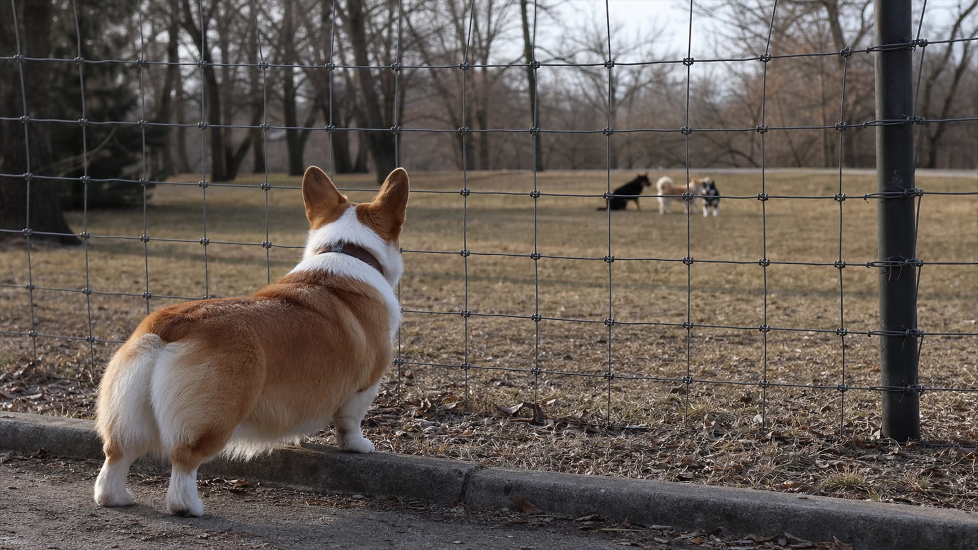 Socializing the Unsociable: Overcoming Dog Aggression Through Positive Experiences