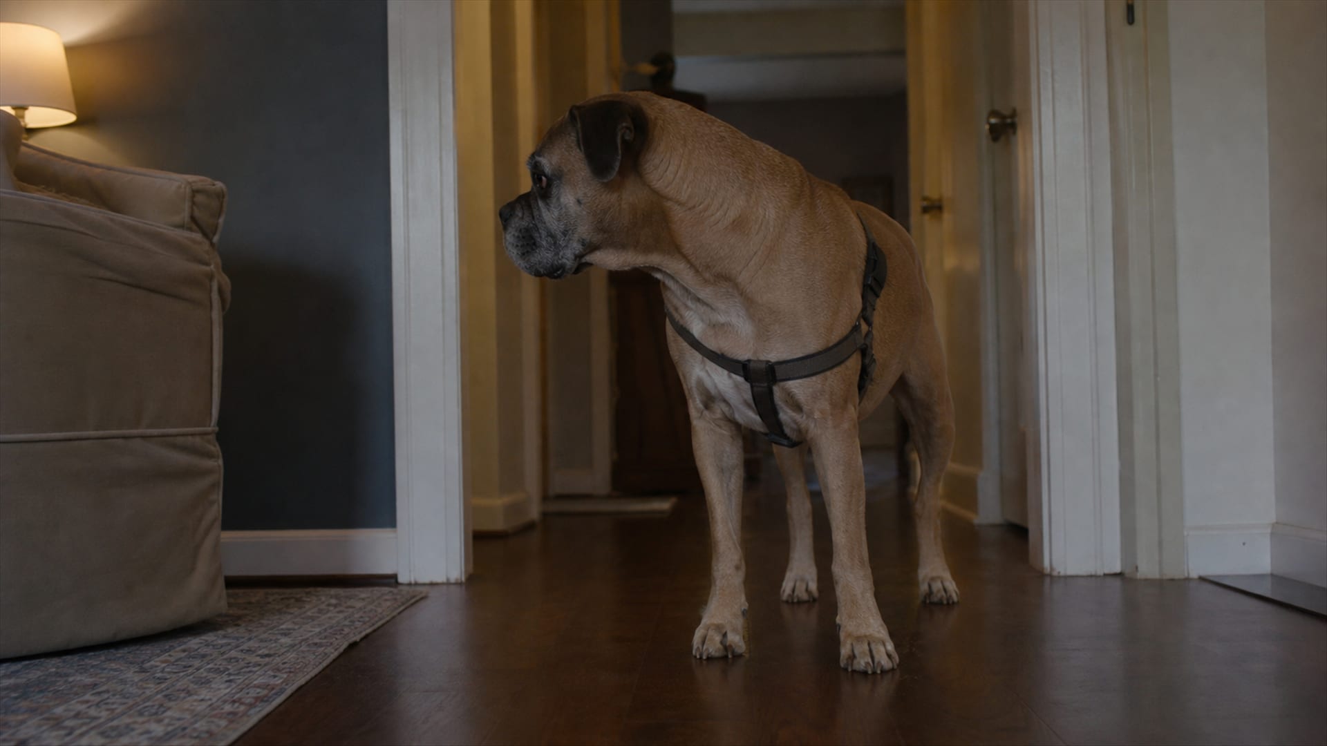 Dog Aggression in Older Dogs: Compassionate Approaches to Caring for Your Senior Canine