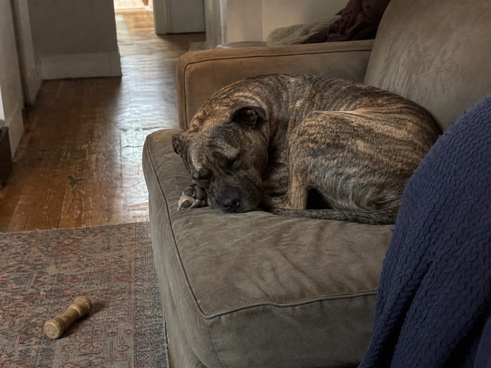 Consulting Trainers For Aggressive Dog Behavior
