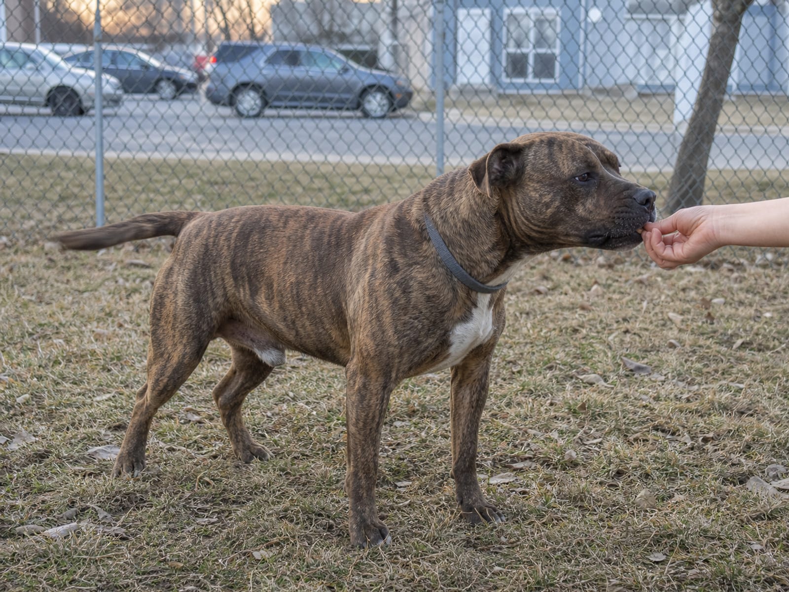 Positive Reinforcement Training For Dogs