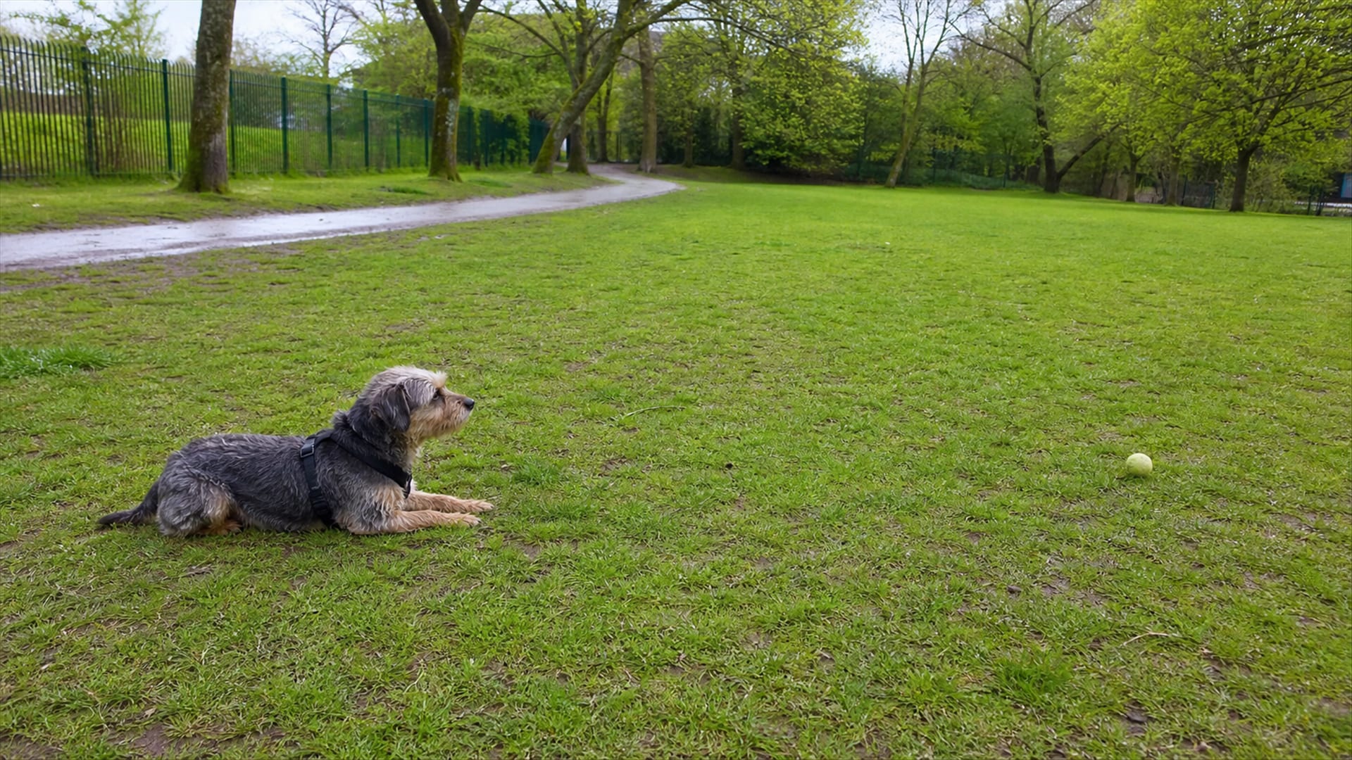 The Ins and Outs of Dog Obedience Training in Baltimore