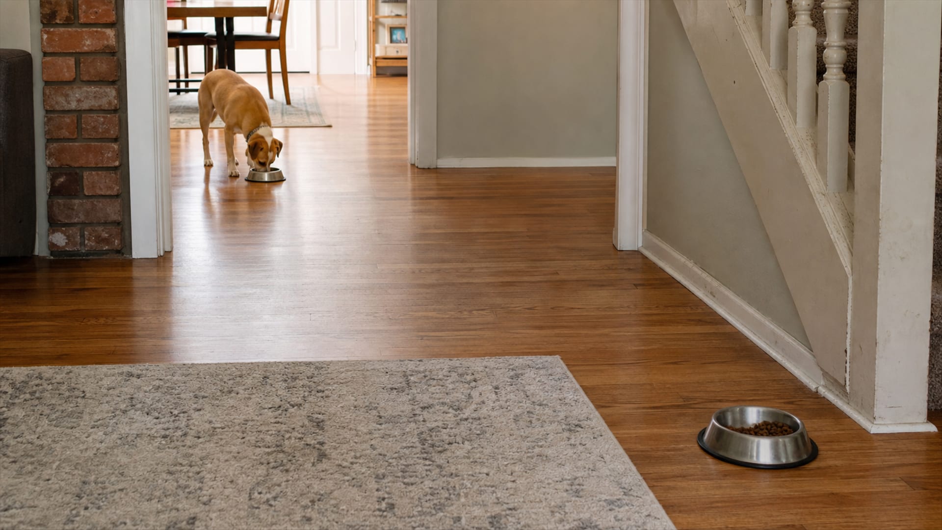 Stop the Squabbles: How to Manage Resource Guarding Between Dogs