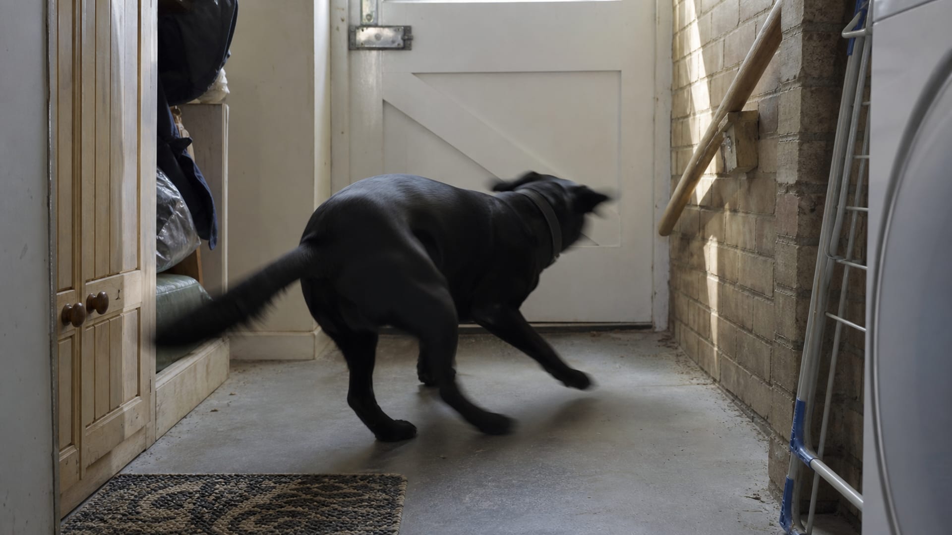 When Good Dogs Attack: Understanding Redirected Aggression in Dogs