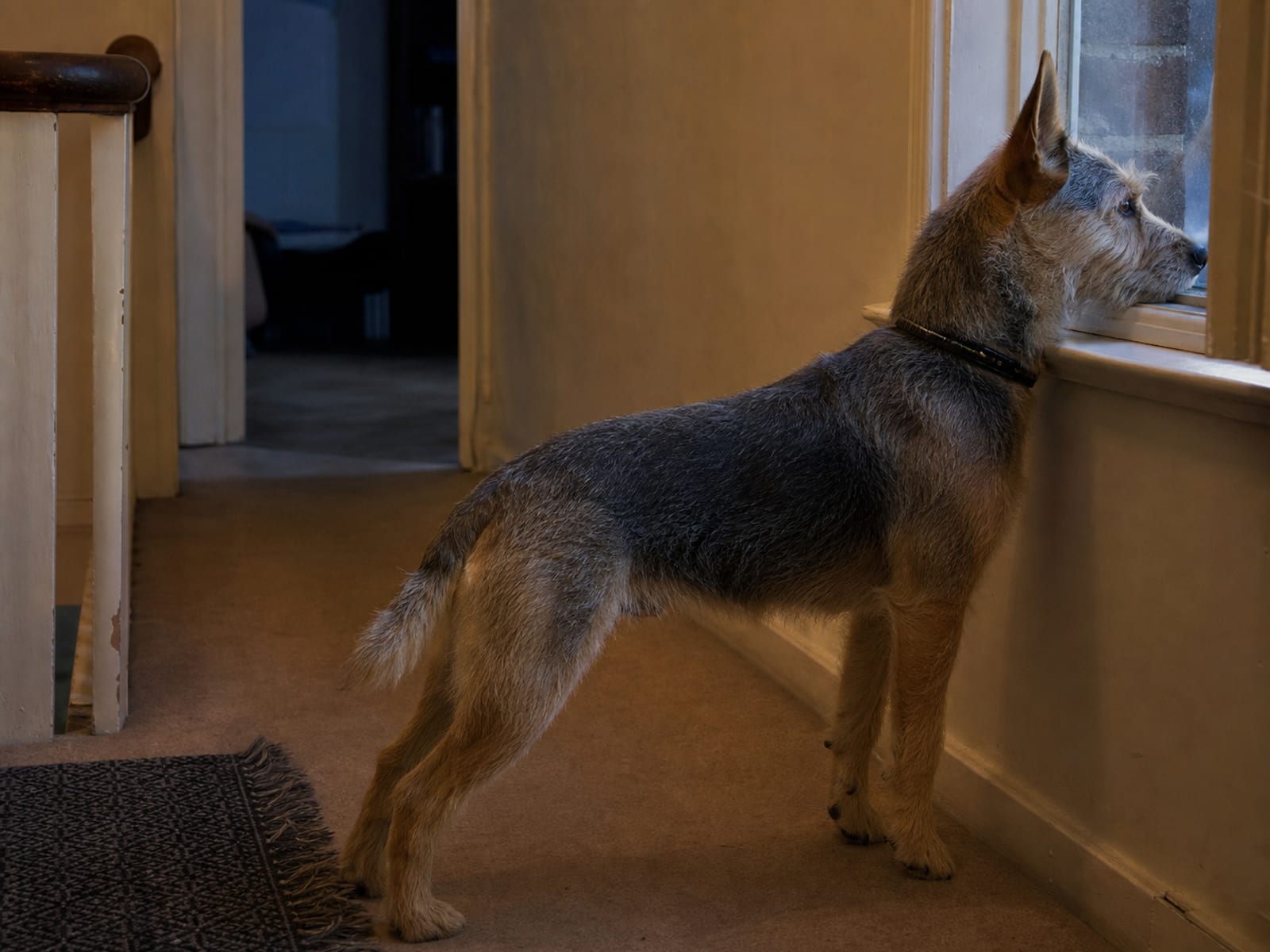Illustration showing how winter darkness affects dog mood causing seasonal changes on dog aggression