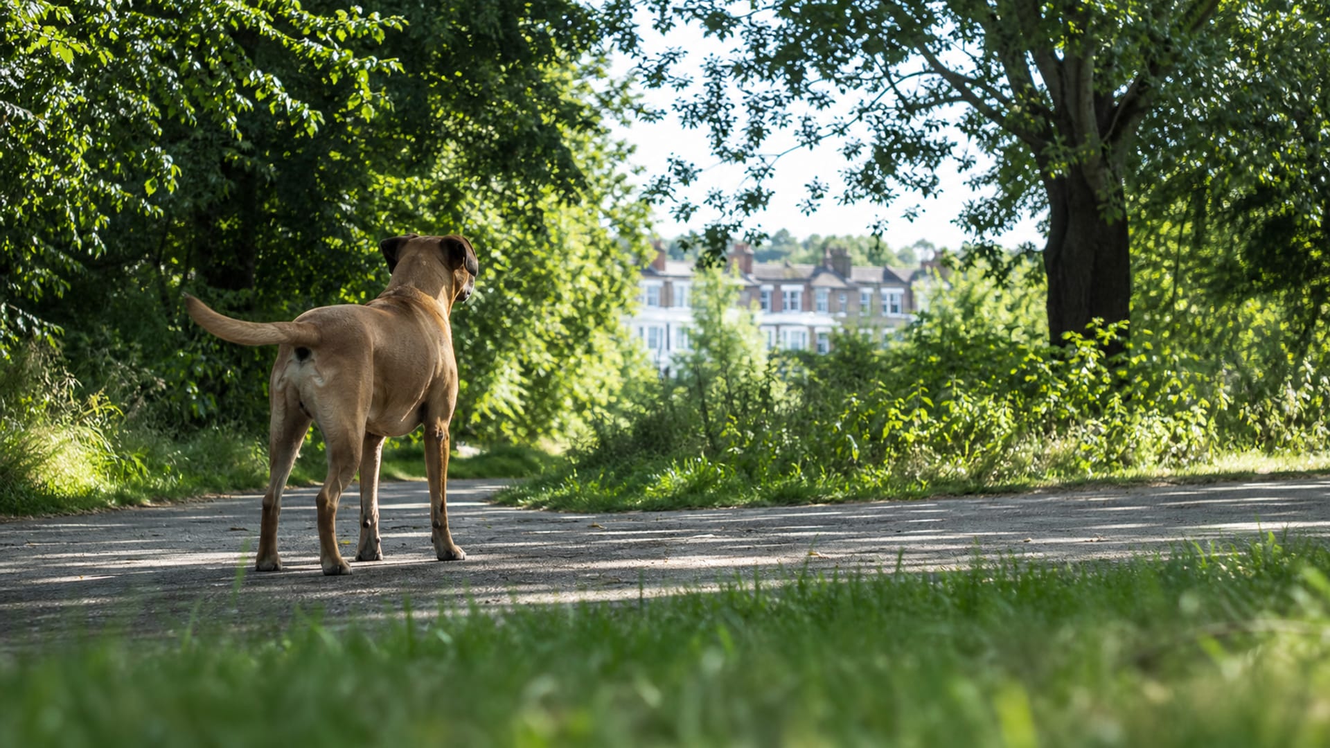 Seasons of Aggression: How Weather and Time of Year Affect Dog Behavior