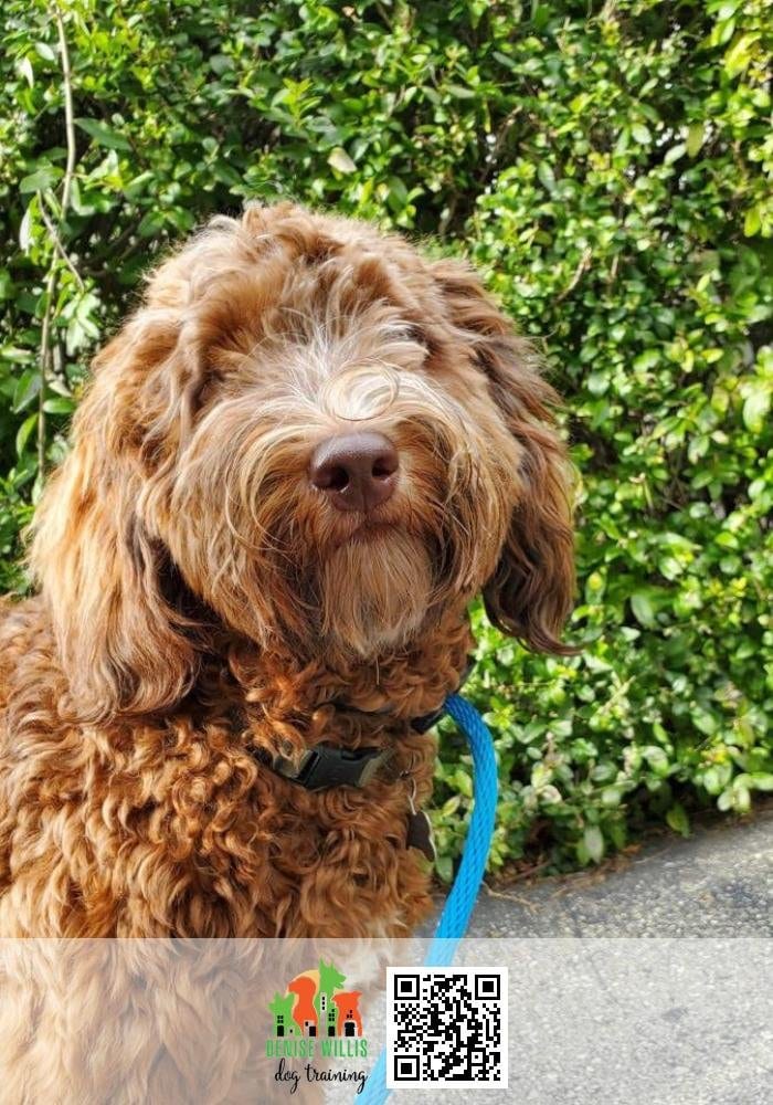 Corwyn, a cream doodle, standing on a lead outdoors during a training session.