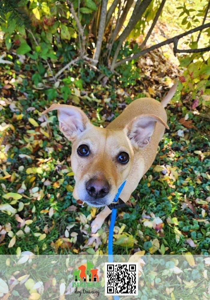 Maple, a terrier mix, standing on a lead outdoors.