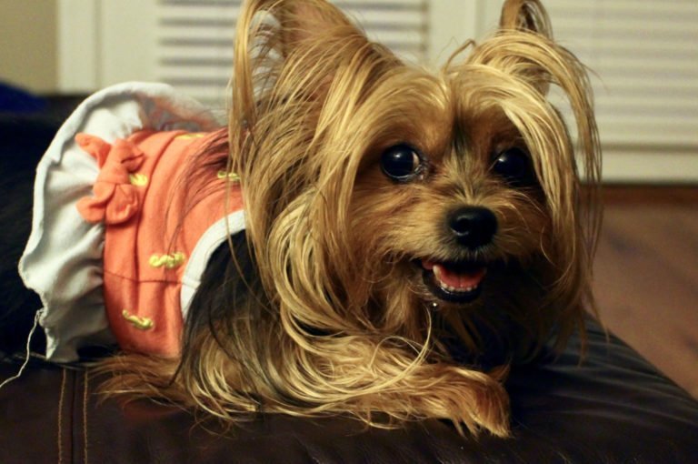 Safer Home Environment for Dog and Family
