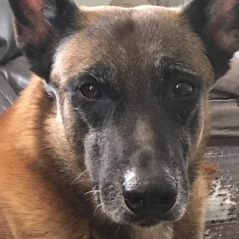 Anthropomorphizing your dog