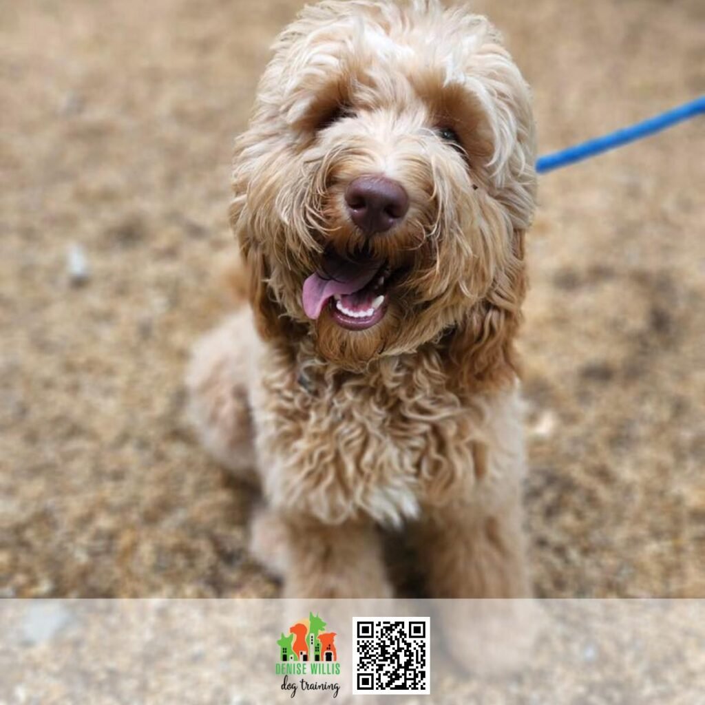 Best Dog Trainer Nearby in MD