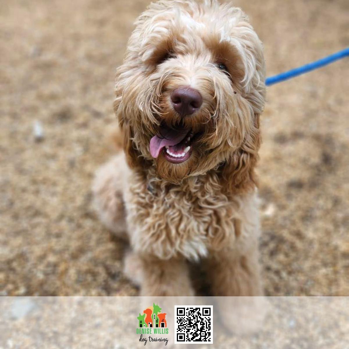 Best Dog Trainer Nearby in MD