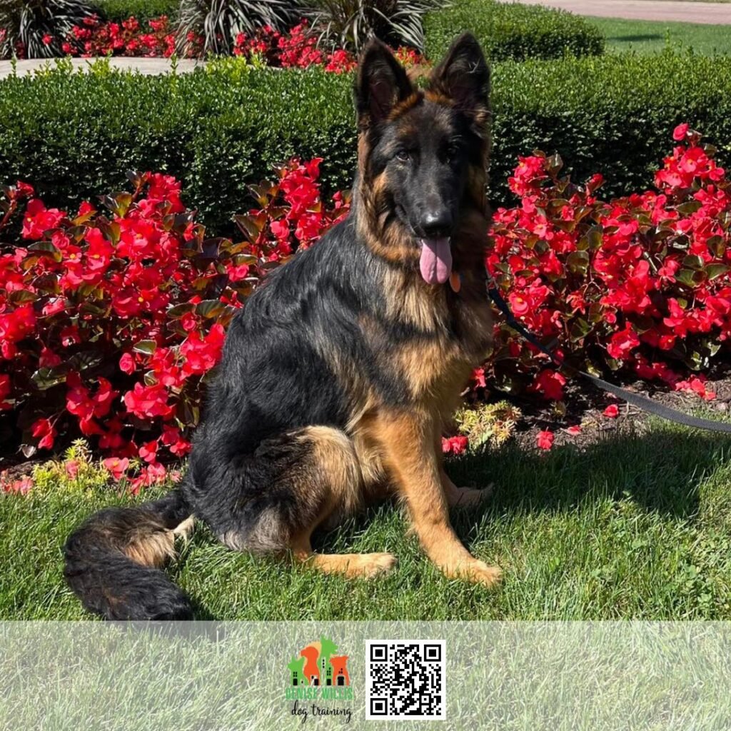 Highly Rated Dog Training Services Near Me