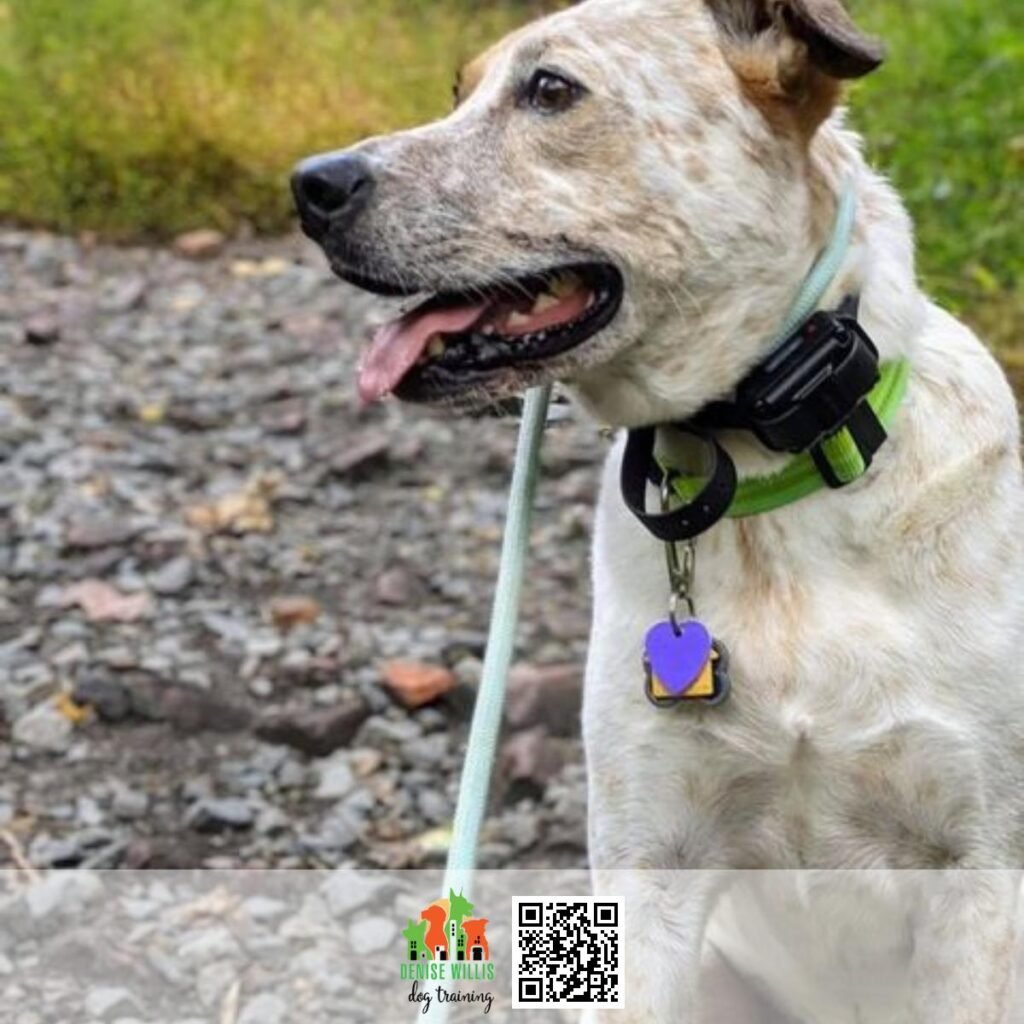 We are dog behavior experts in Baltimore