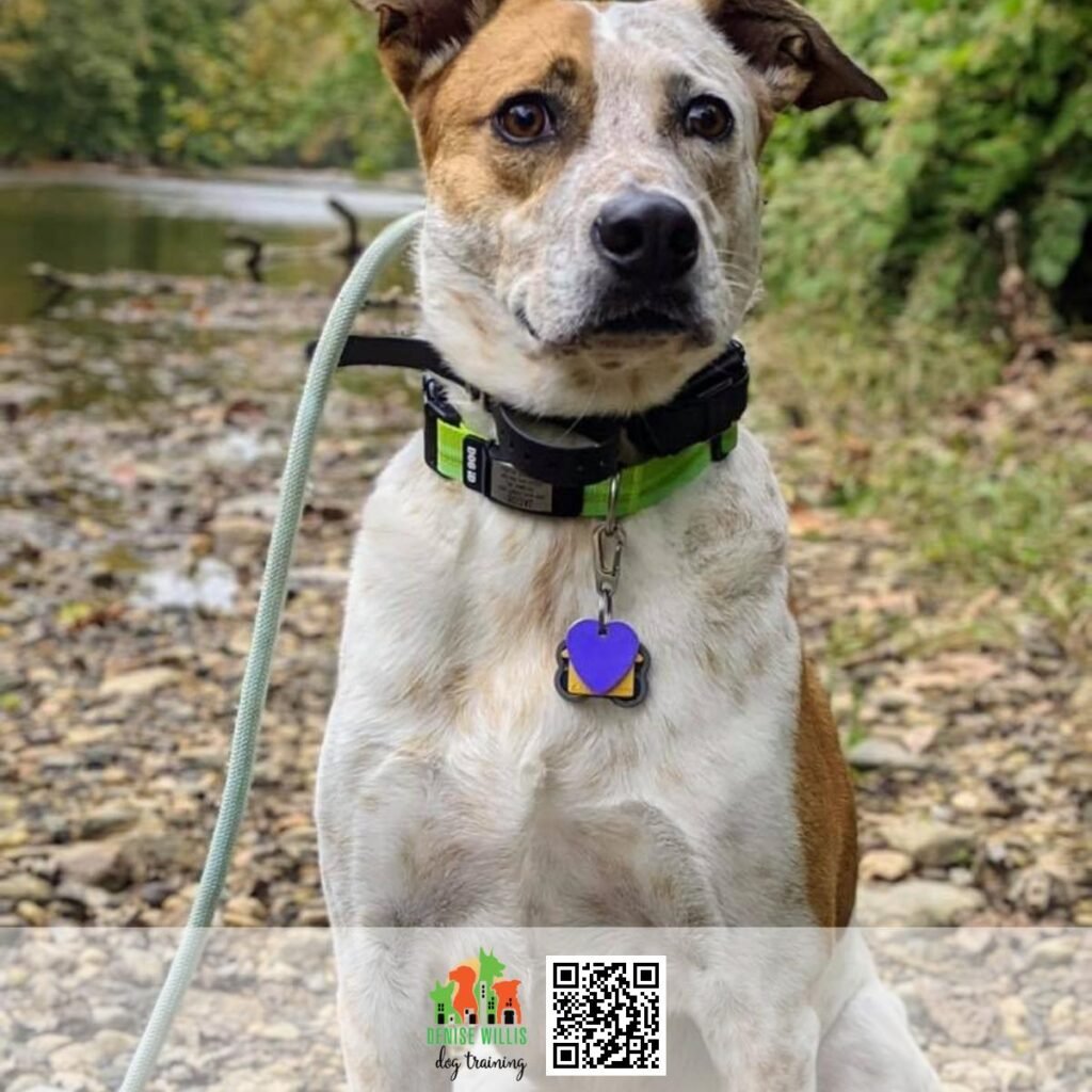 Top Experienced Dog Training Near Me